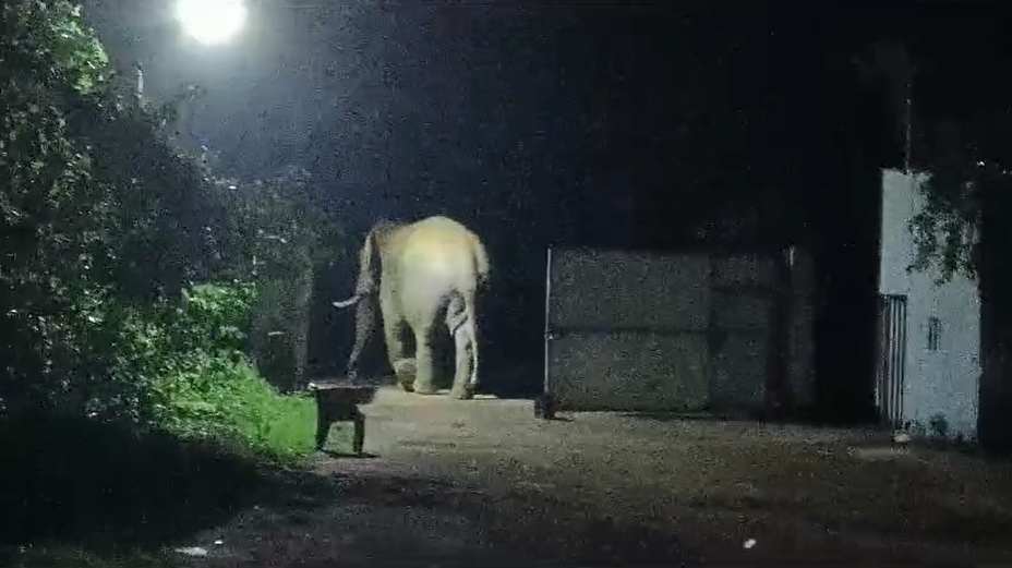 गरियाबंद से भागकर महासमुंद पहुंचे दंतैल हाथी ने राइस मिल में मचाया उत्पात, हाथी मित्र दल ने खदेड़ा, ग्रामीणों में दहशत