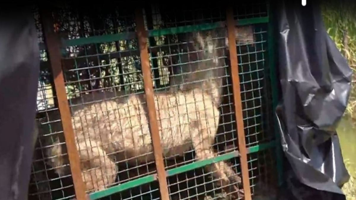 Operation Bhediya: आदमखोर भेड़िए के लिए बिछ रहा अनोखा जाल, मादा भेड़िए की आवाज से फांसने की कोशिश
