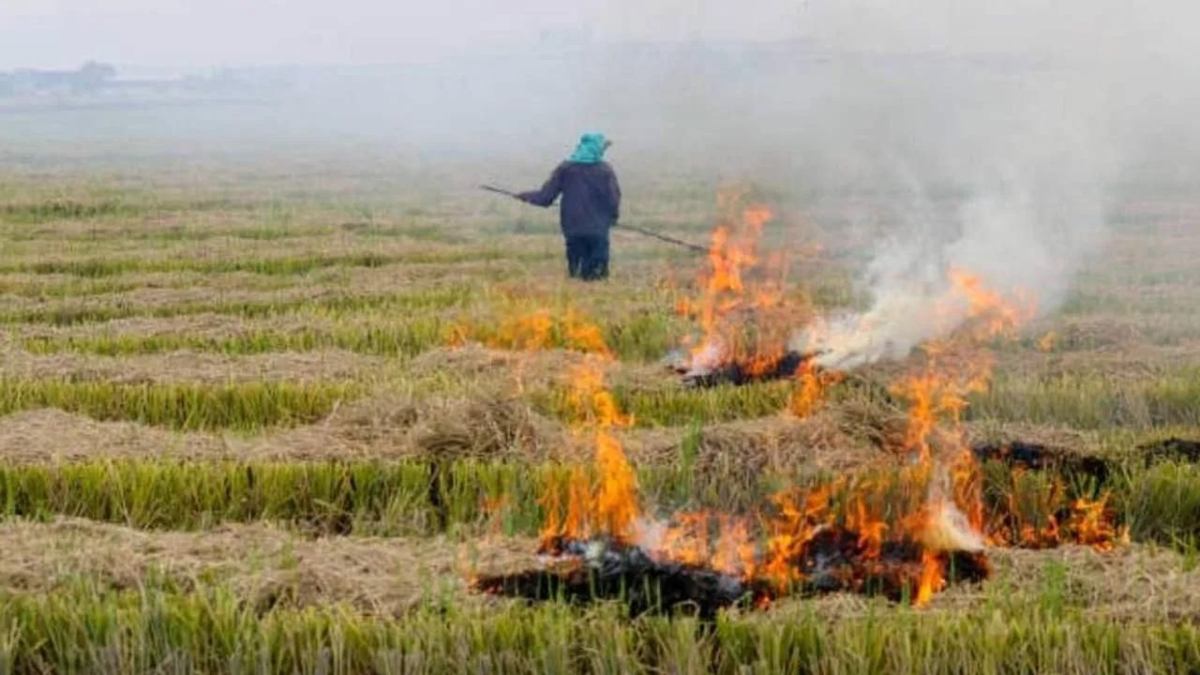 Punjab News: 5 किसानों पर FIR के बाद पंजाब में घटे पराली जलाने के मामले, एयर क्वालिटी में भी सुधार