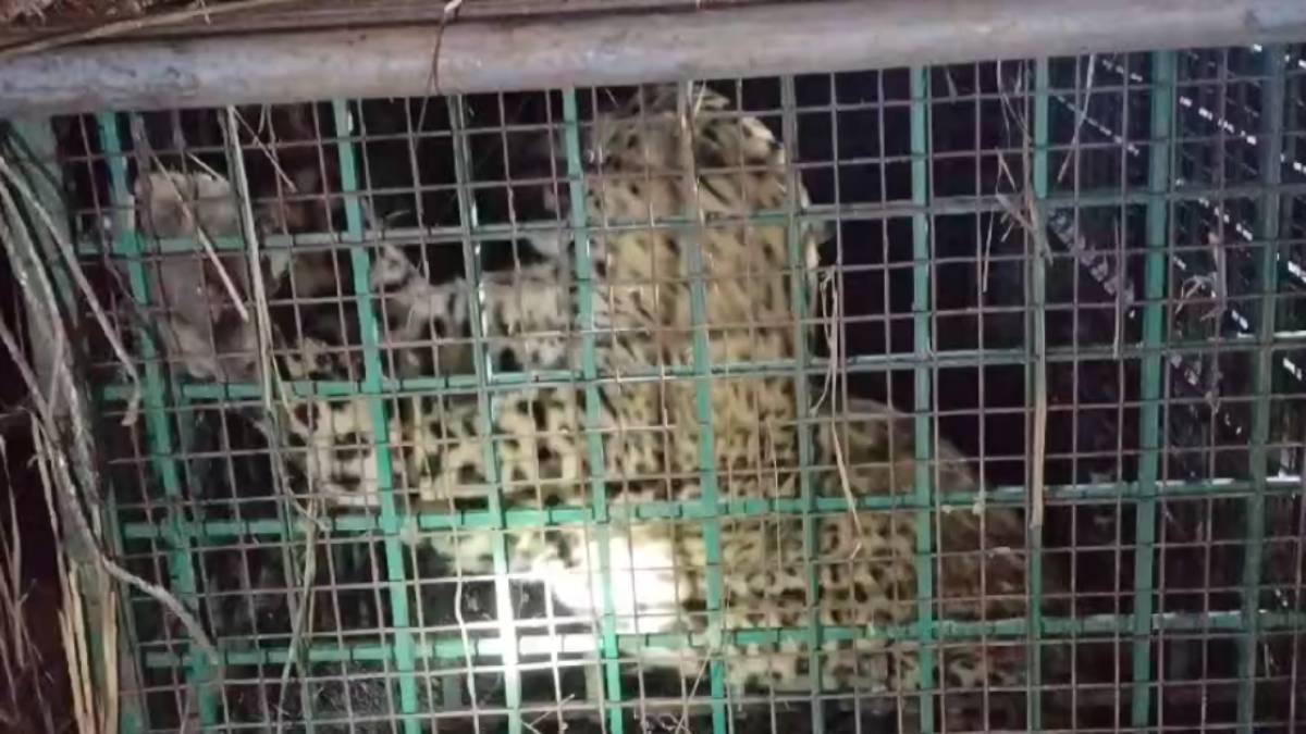 तेंदुए ने किसान की ली जान, गुस्साए ग्रामीणों की मांग पर वन विभाग ने पिंजरे में किया कैद, देखिए Video
