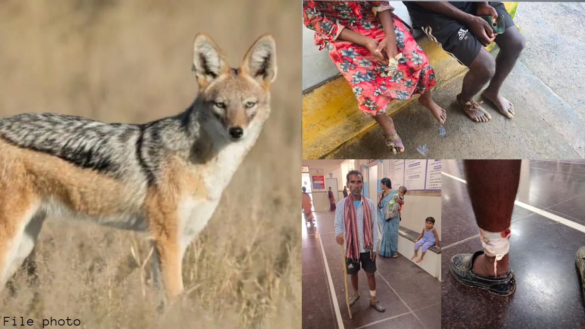 CG में नहीं थम रहा सियार का आतंक: खुड़िया के बाद अब इस इलाके में दिनदहाड़े 6 लोगों पर किया हमला, अब तक 15 से अधिक ग्रामीणों को बना चुका है निशाना!