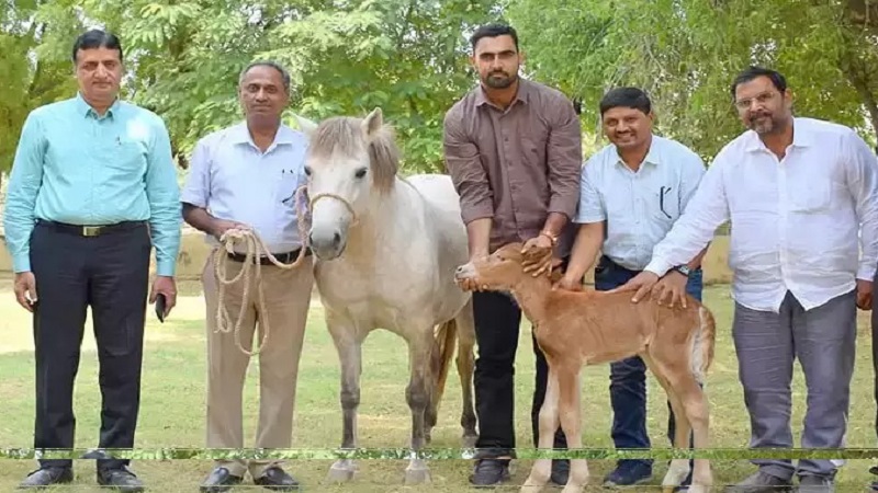 Rajasthan News: फ्रोजन भ्रूण प्रत्यारोपण से जन्मा देश का पहला घोड़े का बच्चा