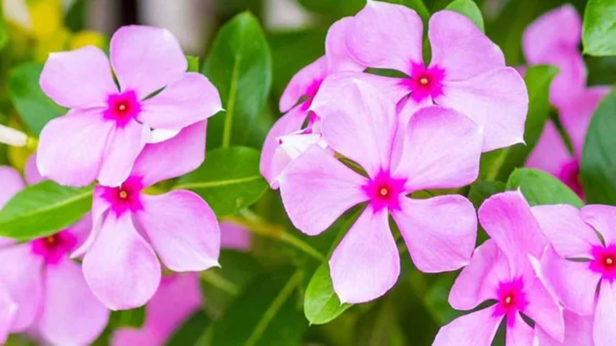 घर में जरूर लगाएं सदाबहार के फूल, जीवन में आएगी सकारात्मकता, आर्थिक स्थिति भी होगी मजबूत