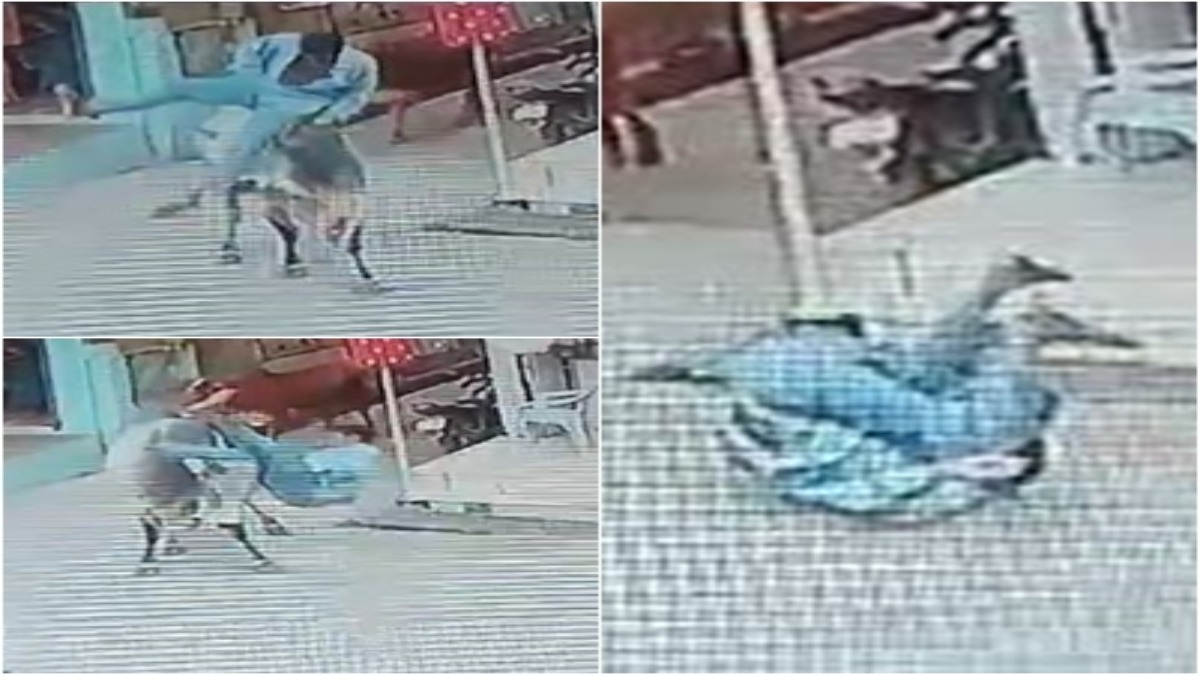 सांड का कहर: युवक को हवा में फुटबॉल की तरह उछाला, रोंगटे खड़े कर देगा हमले का यह Video   