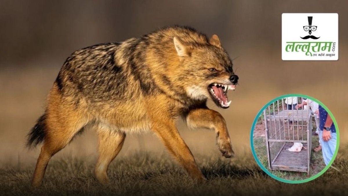 छत्तीसगढ़ में सियार का आतंक: अब तक 9 से अधिक लोगों पर कर चुका है हमला, वन विभाग ने पकड़ने के लिए लगाया पिंजरा