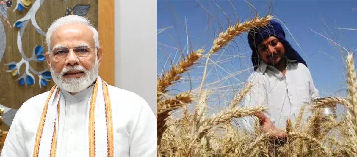 किसानों को मोदी सरकार का दिवाली गिफ्ट… इन 6 फसलों की बढ़ाई एमएसपी – MSP Hike For Rabi Crops