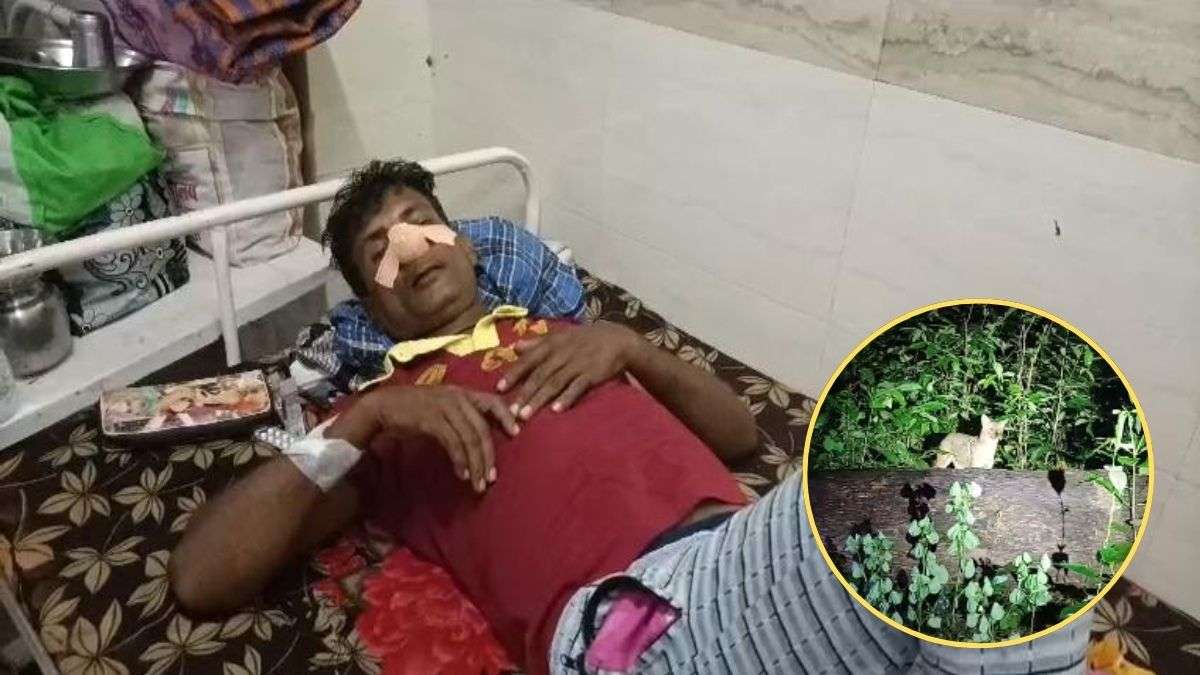 लोमड़ी का बढ़ा आतंक : युवक पर लोमड़ी ने किया हमला, तीन जिलों में अब तक 17 लोग हुए घायल, देखें Video …