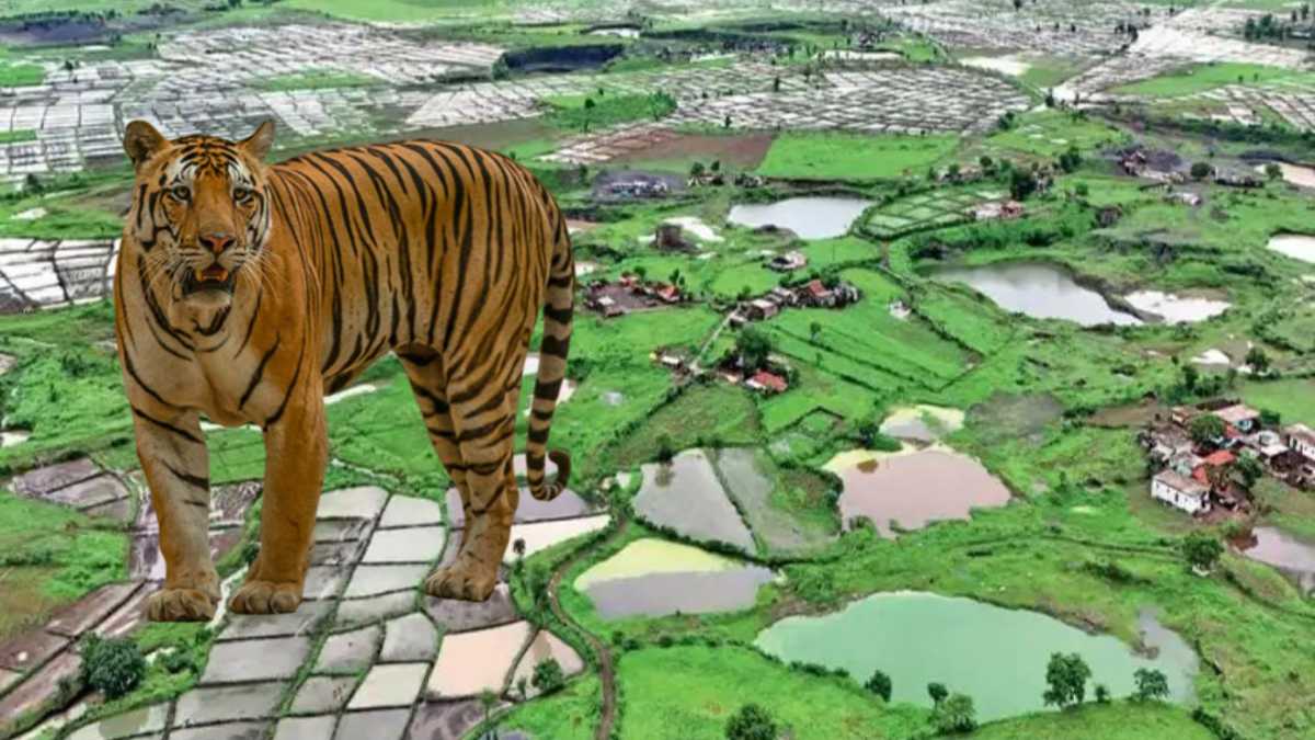 टाइगर नहीं क्रशर का जंगल बना रातापानी अभ्यारण: अवैध रूप से सागौन की कटाई, कोर और बफर एरिया में हो रही मनमानी, रसूखदार माफिया के आगे प्रशासन नतमस्तक