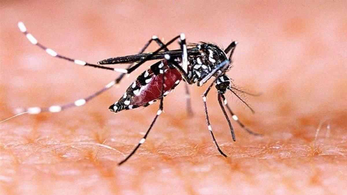 ग्वालियर में डेंगू और चिकनगुनिया का प्रकोप: बीते 24 घंटे में मिले 23 नए मरीज, जनवरी से अब तक 1234 पहुंचा आंकड़ा