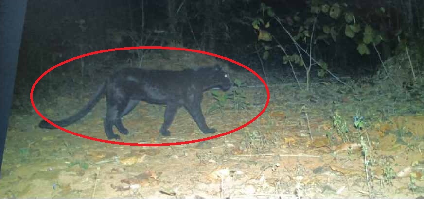 Black Panther spotted in Forest: जंगल में दुर्लभ ब्लैक पैंथर