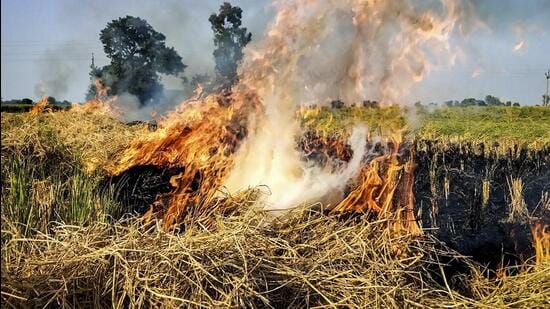 पलारी मामले में किसान हुए अड़ियल, 20 एकड़ में पलारी जलाकर सरकार को दी चुनौती