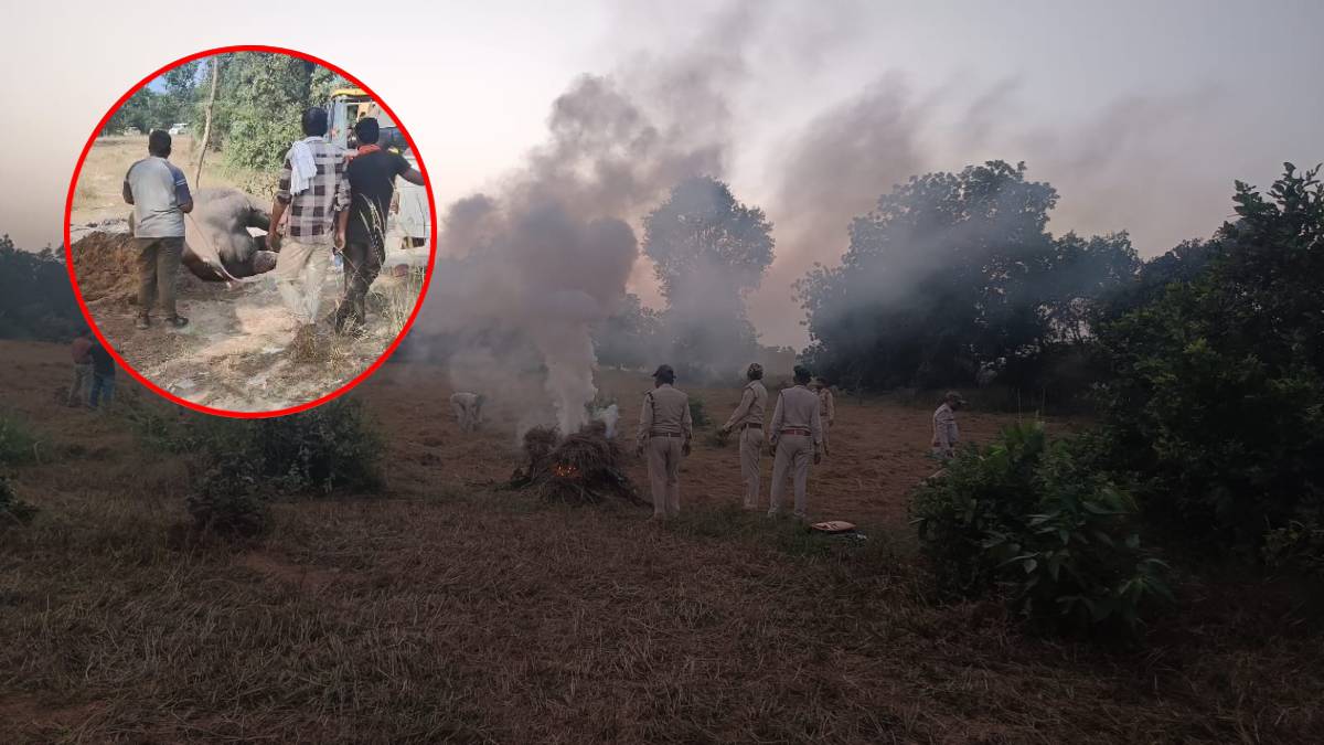 हाथियों का हत्यारा कौन ? बांधवगढ़ टाइगर रिजर्व में एक और गजराज ने तोड़ा दम, अब तक 10 की हो चुकी है मौत, जांच में जुटी टीम