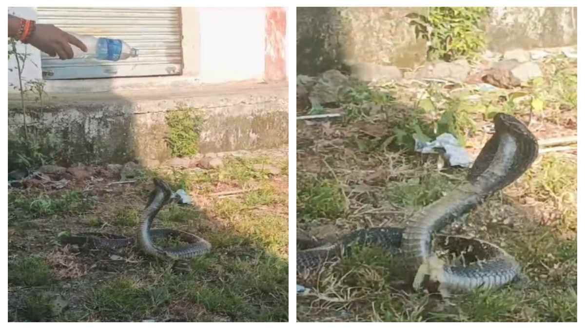 प्यास से फुफकार मार रहा था कोबरा! सर्प मित्र ने बोतल से पिलाया पानी, देखें Video