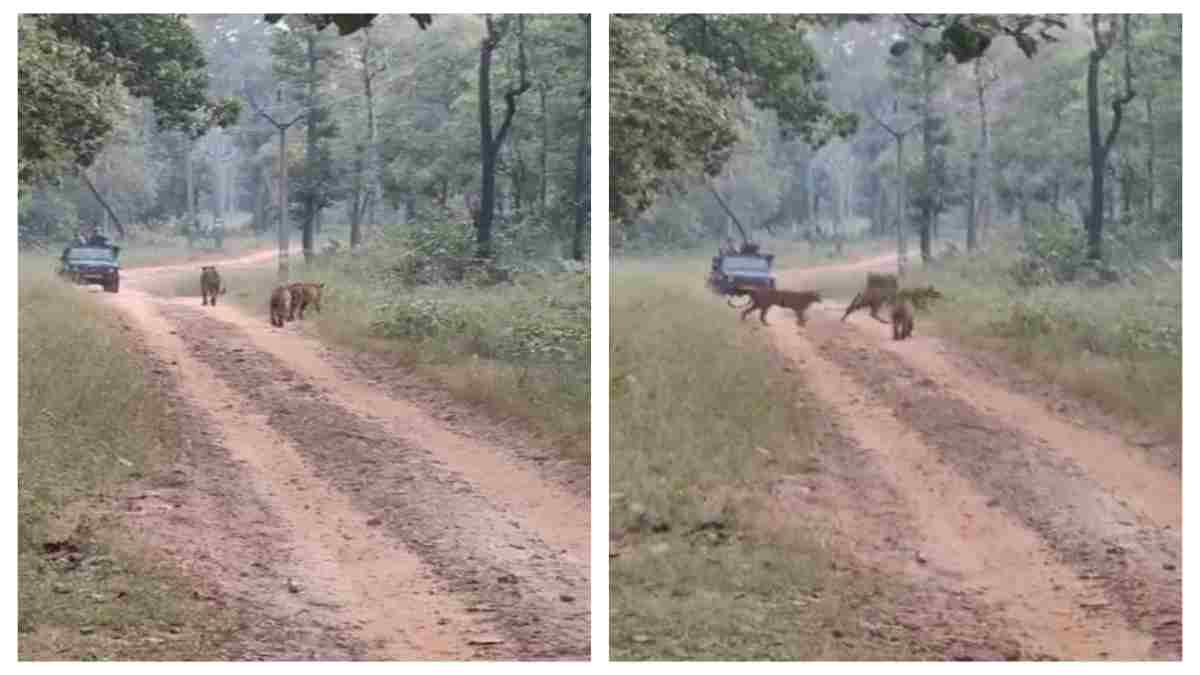 मौसी के साथ घूमने निकले 4 शावक: अठखेलियां करते शावकों का Video हुआ वायरल, दृश्य देख रोमांचित हुए पर्यटक
