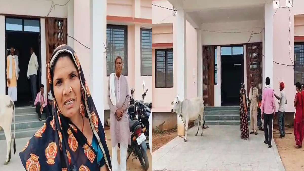रिश्वत में गाय लेकर SDM कार्यालय पहुंची महिला: बाबू पर लगाया 50 हजार मांगने का आरोप, देखने वालों ने पकड़ लिया माथा