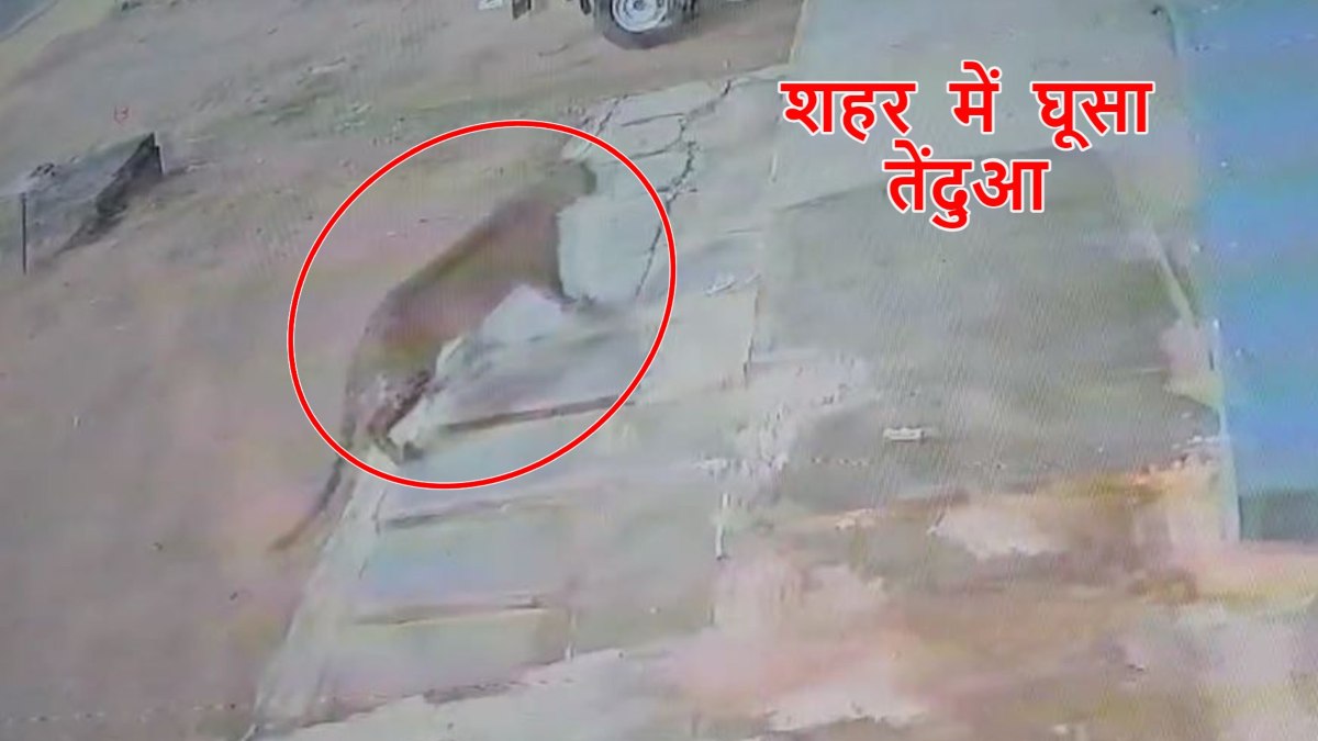 CG News: शहर में नजर आया तेंदुआ, इलाके में दहशत के बीच वन विभाग ने जारी किया अलर्ट