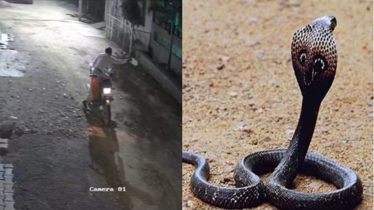 अजब गजबः पैसा कमाने घरों में सांप छोड़ने और पकड़ने का खेल, स्नैक केचर पुलिस हिरासत में, ऐसे खुला राज