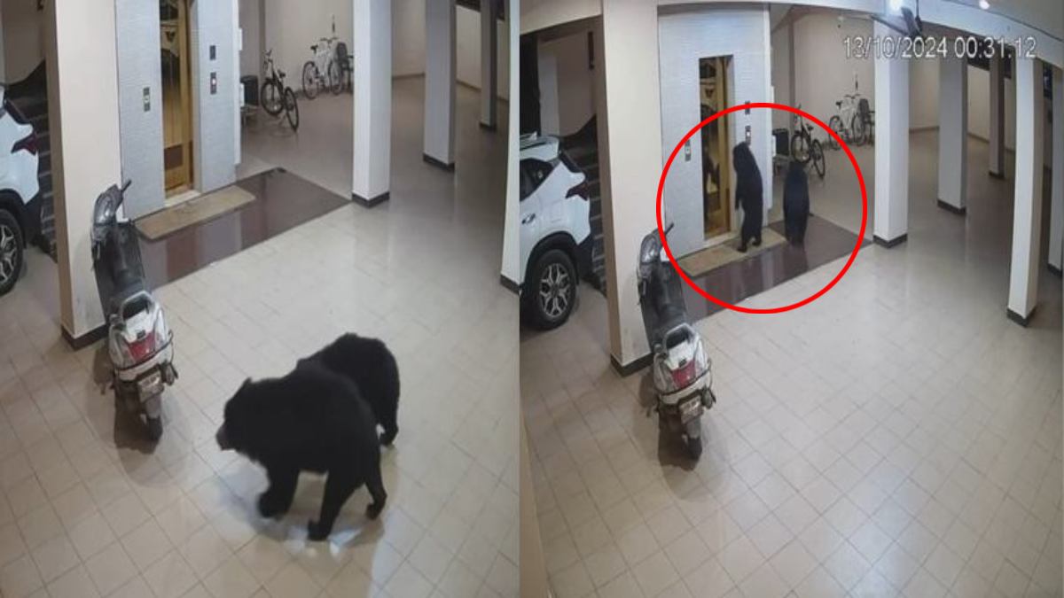 Bear Video: अपार्टमेंट में घुसा भालू, लिफ्ट खोलने की भी कोशिश की, CCTV में कैद हुआ रोचक वीडियो