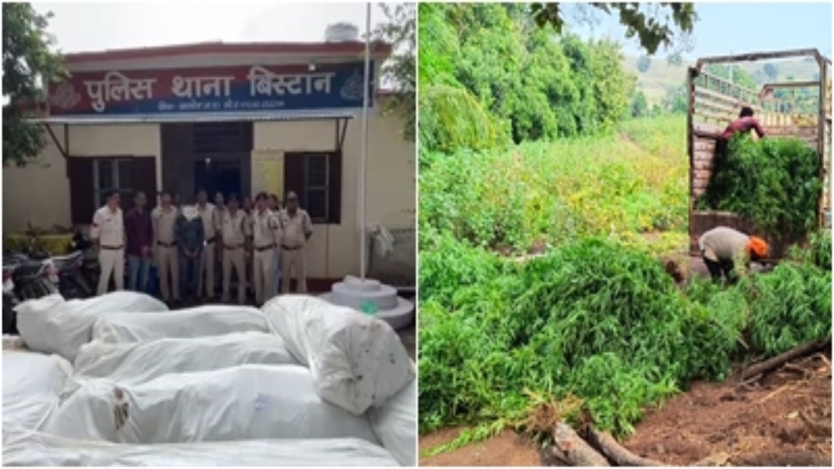 ऑपरेशन “प्रहार” के तहत बड़ी कार्रवाई: 75 लाख के अवैध गांजे के पौधे जब्त, तुअर और कपास की फसल के बीच हो रही थी खेती  