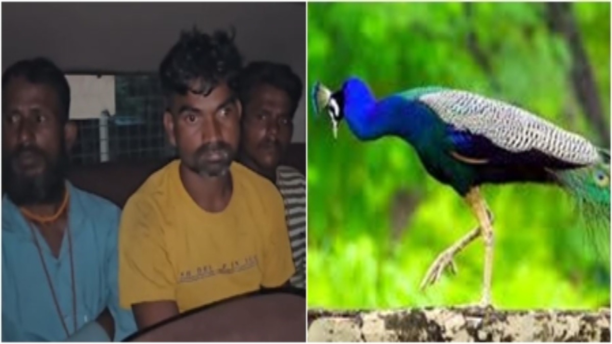 जंगल में राष्ट्रीय पक्षी का शिकार: वन विभाग की टीम ने 4 शिकारियों को दबोचा, कब्जे से 5 मृत मोर जब्त  