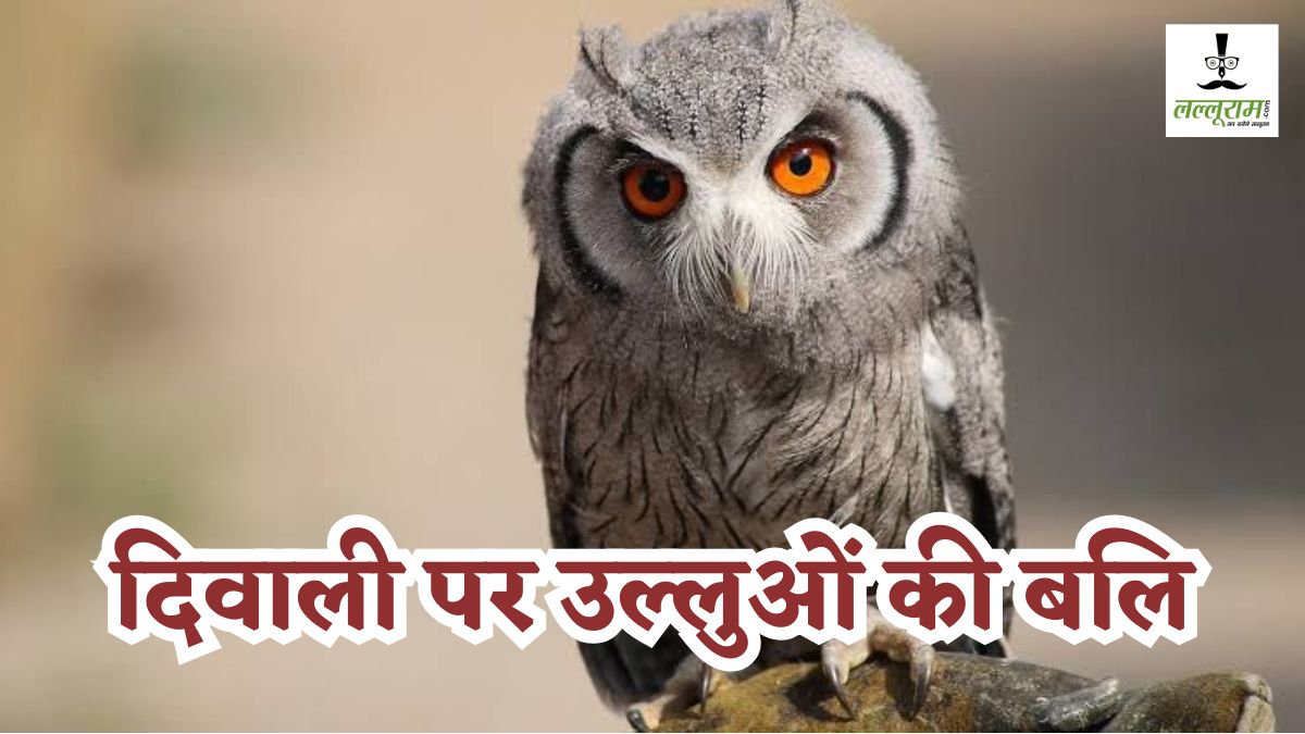 दिवाली पर उल्लुओं की बलि: वन विभाग की तस्करों पर रहेगी पैनी नजर, वनकर्मियों की छुट्टियों पर लगी रोक