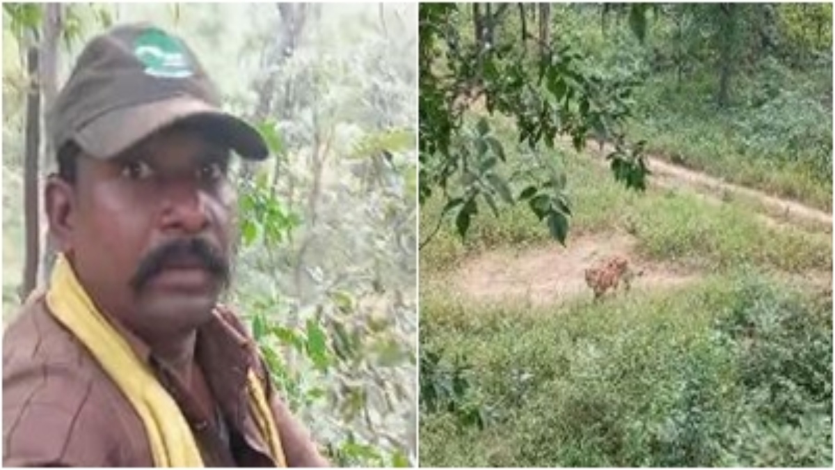 जब बाघिन से हुआ चौकीदार का सामना: पेड़ पर चढ़कर इस तरह बचाई जान, Video वायरल   