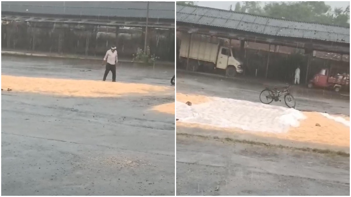 शेड के नीचे व्यापारियों का वाहन, और बारिश में बहता किसानों का लाखों का मक्का, देखें Video