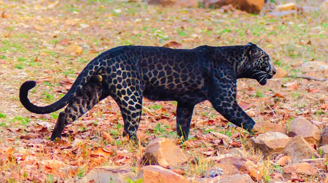 Ajmer Panther Attack: उदयपुर के बाद अजमेर में भी पैंथर का आतंक, पुष्कर पशु मेले के पास बढ़ा खौफ, युवक पर हमला