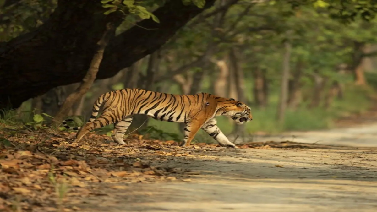 खदान और वन माफियाओं से छलनी हुआ रातापानी अभयारण्य, जिम्मेदारों को अब आई याद, मुख्य सचिव ने अफसरों को दिए ये निर्देश   