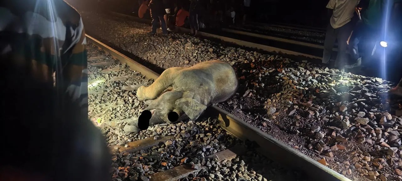सुंदरगढ़ : रेलवे ट्रैक पार कर रहा था हाथी का बच्चा, ट्रेन की चपेट में आने से मौत
