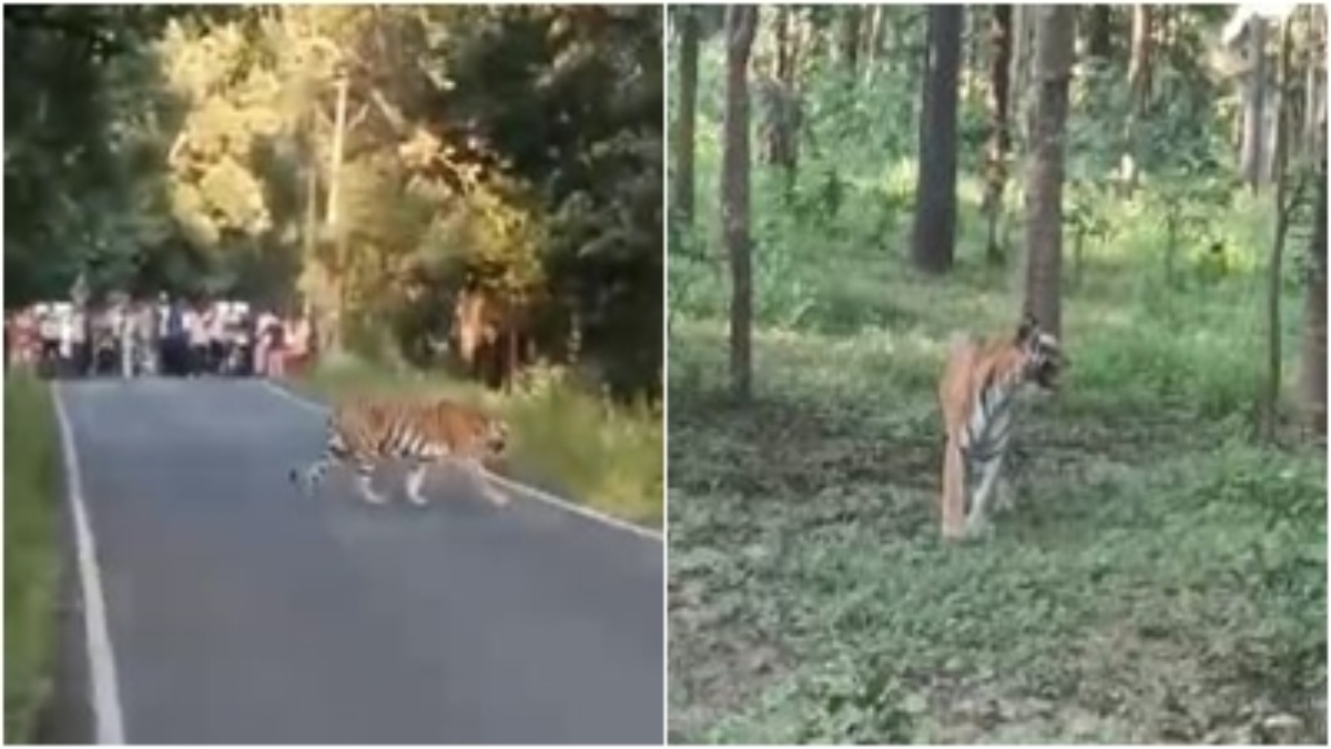 सड़क पार करता दिखा टाइगर: अचानक सामने आए बाघ को लोगों ने कैमरे में किया कैद, रोमंचित करने वाला Video वायरल
