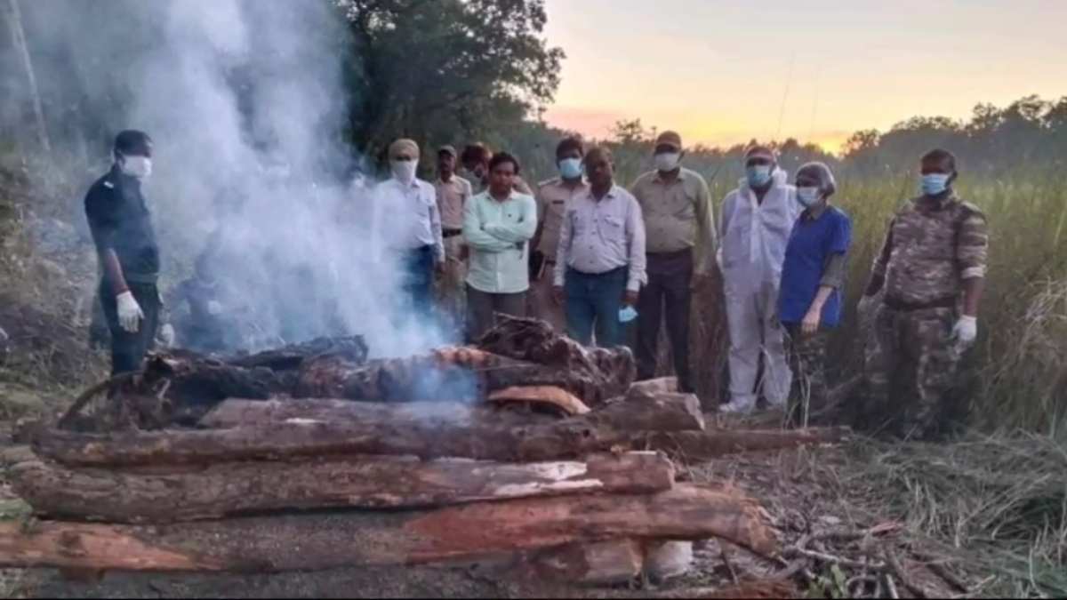 बांधवगढ़ टाइगर रिजर्व से आई बुरी खबर: मगधी परिक्षेत्र में मिला बाघ का शव, जांच में जुटे अधिकारी