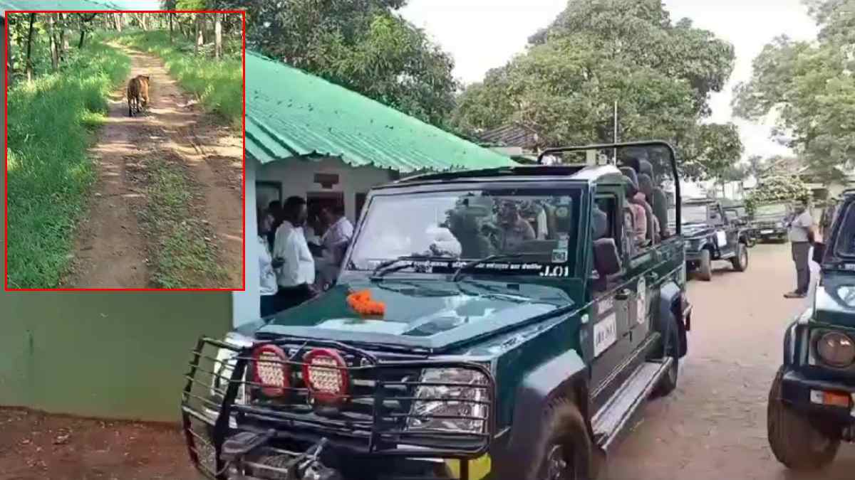 सतपुड़ा टाइगर रिजर्व के खुले गेट: प्रबंधन ने हरी झंडी दिखाकर पर्यटकों की जिप्सी को किया रवाना, पहले ही दिन हुआ टाइगर का दीदार