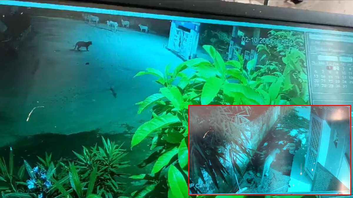 तेंदुए के आतंक से ग्रामीणों में दहशत, गाय के झुंड के साथ CCTV में कैद, वन विभाग नहीं उठा रहा ठोस कदम