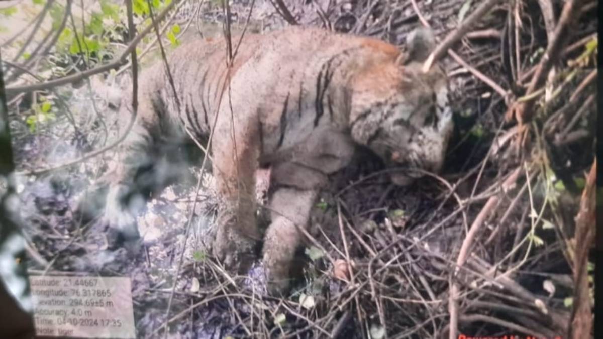 dead wild animal: जंगल में मृत मिला बाघ, मौके पर पहुंचा वन विभाग का अमला, ड्रोन से जंगल में सर्चिंग