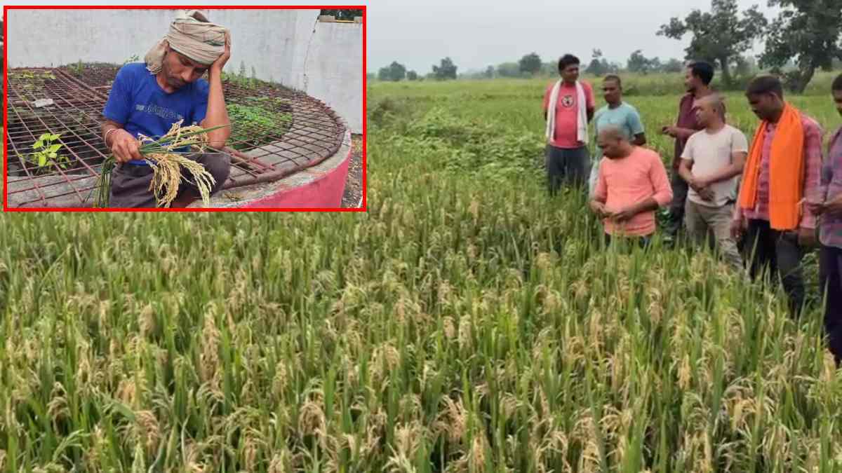 कौन सुनेगा किसानों की पुकार ? लोन लेकर प्राइवेट कंपनी से बीज खरीद कर की बुवाई, काटने के समय फसल ही नहीं हुई तैयार, अह मदद के लिए लगा रहे चक्कर