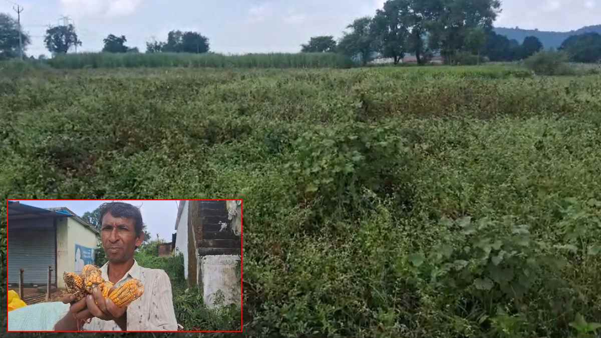बेमौसम बारिश किसानों के लिए बनी मुसीबत: खेत में कटी फसल पानी से हुई खराब, सरकार से की मुआवजे की मांग