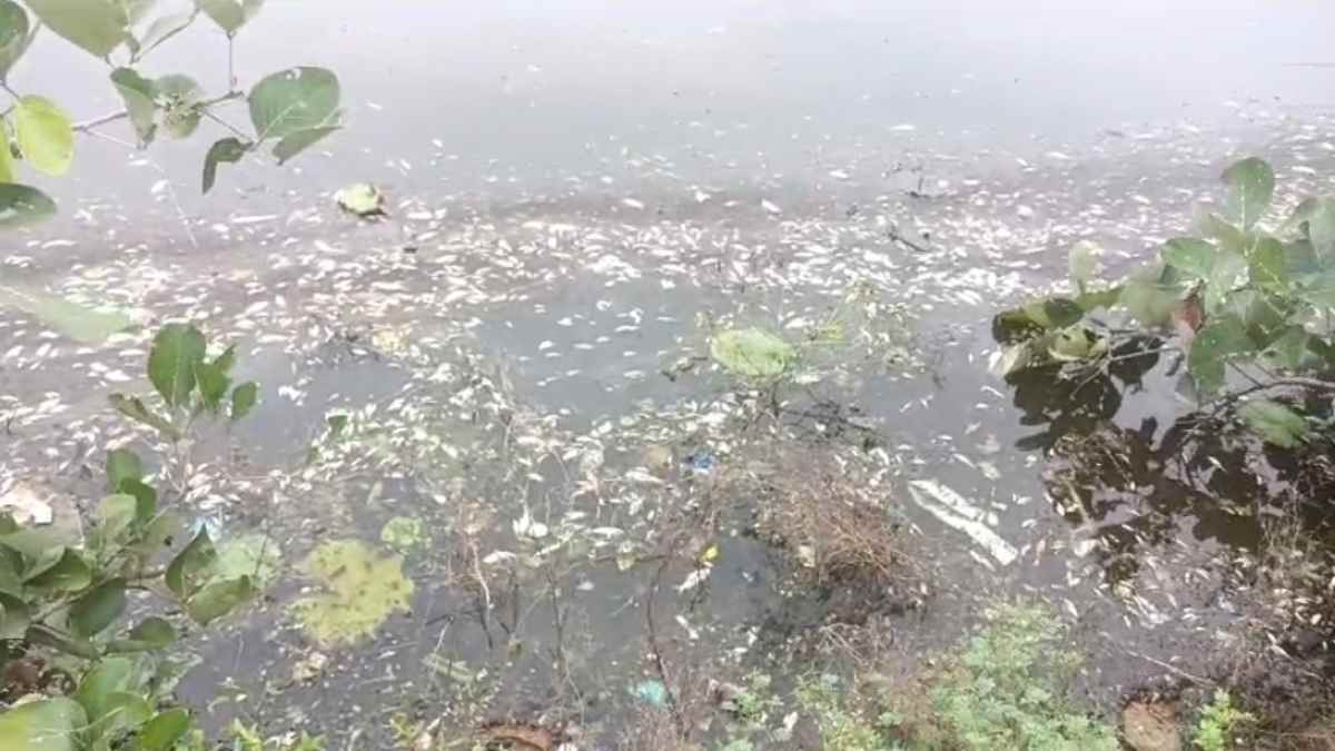 बदमाशों ने तालाब में डाला विषैला पदार्थः बड़ी संख्या में मर गई मछलियां, मछुआ समिति ने की कार्रवाई की मांग