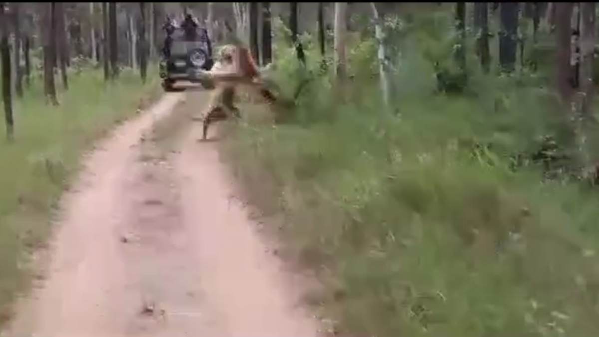जंगल की दो रानियां आपस में भिड़ी, एक ने दहाड़ा तो दूसरे ने पंजा मारा, दंगल देख रोमांचित हुए पर्यटक