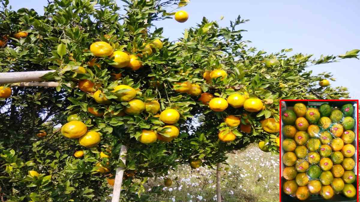मौसम साफ होते ही संतरों के दाम में उछाल: महानगरों में बढ़ी संतरों की मांग, बांग्लादेश के इंपोर्ट ड्यूटी पर चर्चा के लिए इस दिन होगी बैठक