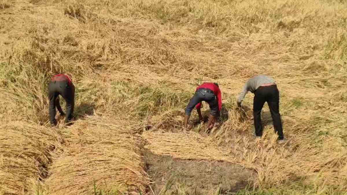 सर्वे नहीं होने से परेशान अन्नदाता: खराब हुई धान की फसल के सर्वे का किसान कर रहे इंतजार, जिम्मेदार बेखबर