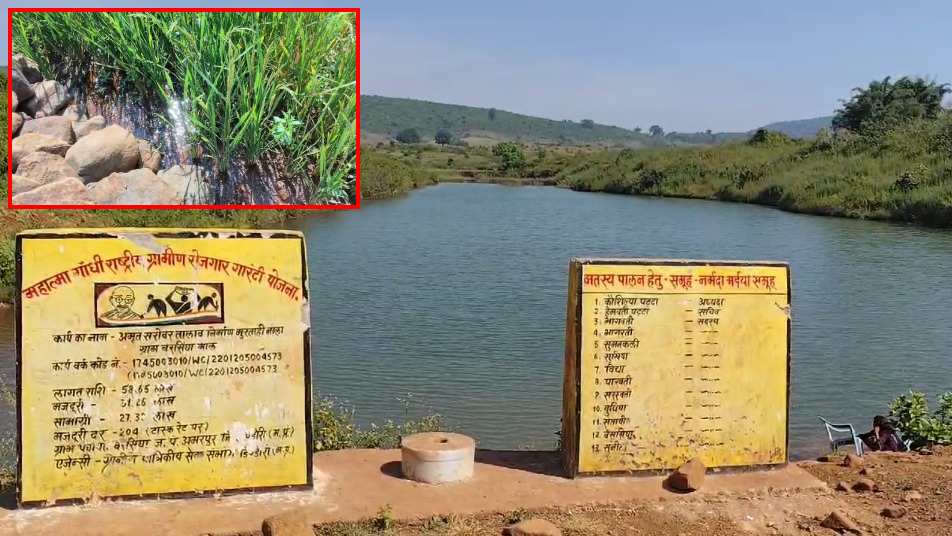 लाखों की लागत से बने अमृत सरोवर में पानी का हो रहा रिसाव, फसल लगा कर छुपाई कमियां, कलेक्टर ने दिए जांच के निर्देश