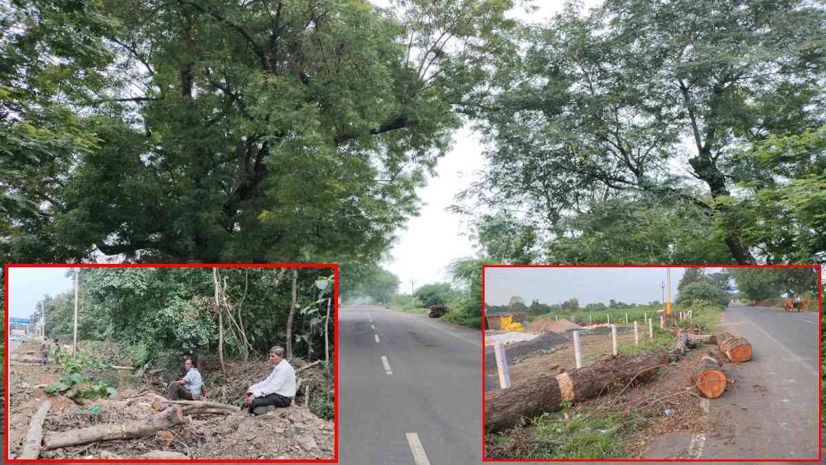 सड़क के 12KM के दायरे में अब नहीं दिखेगी हरियाली: सैकड़ों वर्ष पुराने वृक्षों को धराशाई कर बनाया जा रहा फोरलेन, वन विभाग ने सशर्त दी पेड़ों को काटने की अनुमति