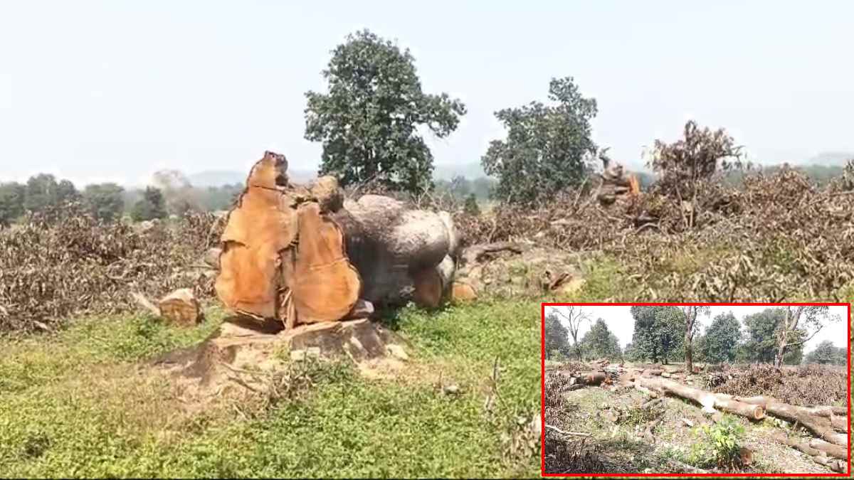 कटघरे में वन विभाग की भूमिका: बिना एनओसी के कर डाली पेड़ों की कटाई, 2 आदिवासी किसान को ऐसे फंसाया…