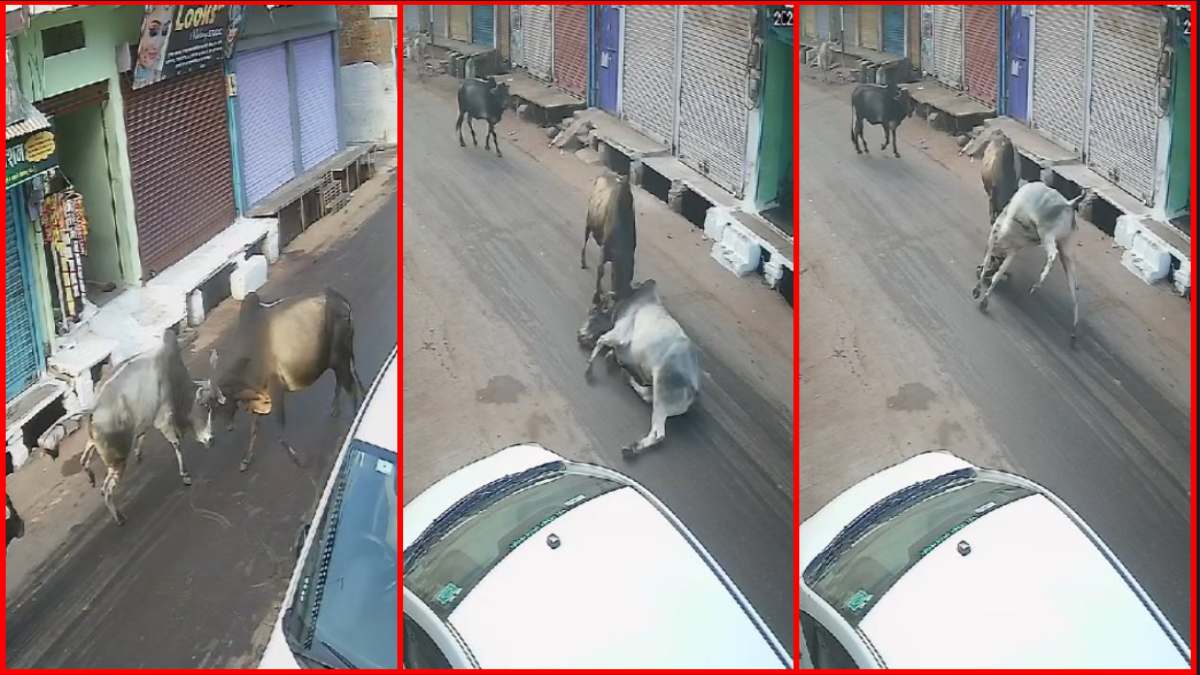 ओ भाई… बीच सड़क दो सांडों के बीच छिड़ी लड़ाई: एक ने दूसरे को उठा-उठाकर ऐसे पटका कि याद आ गई नानी, देखें वीडियो