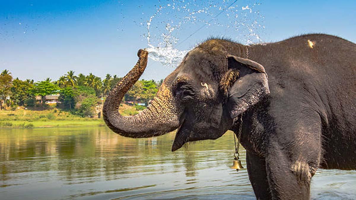 संबलपुर में गजराज का कहर, ठंड से बचने जला रहा था लकड़िया… हाथी ने कुचलकर मार डाला