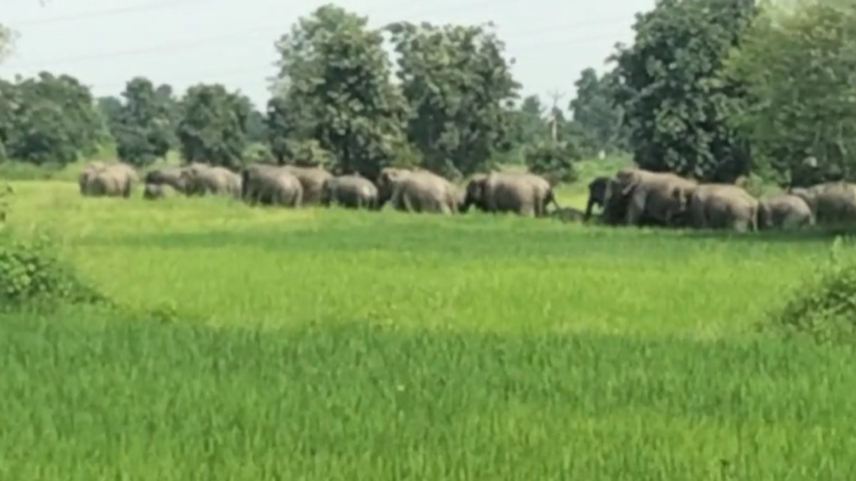 CG News: 40 हाथियों के झुंड से ग्रामीणों में दहशत, खड़ी फसलों को पहुंचा रहे नुकसान, किसान परेशान