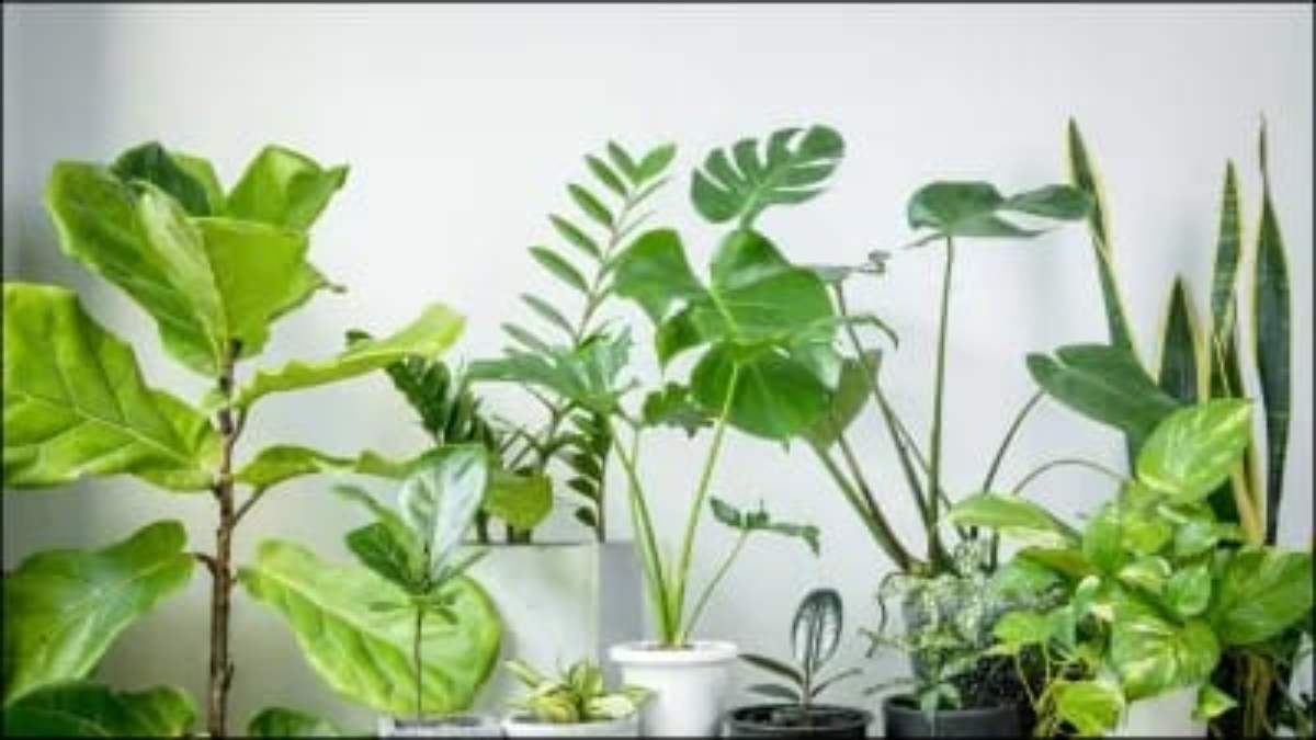 Diwali 2024: दीवाली के पहले घर में लगा लें ये 5 प्लांट, आएंगी माँ लक्ष्मी…