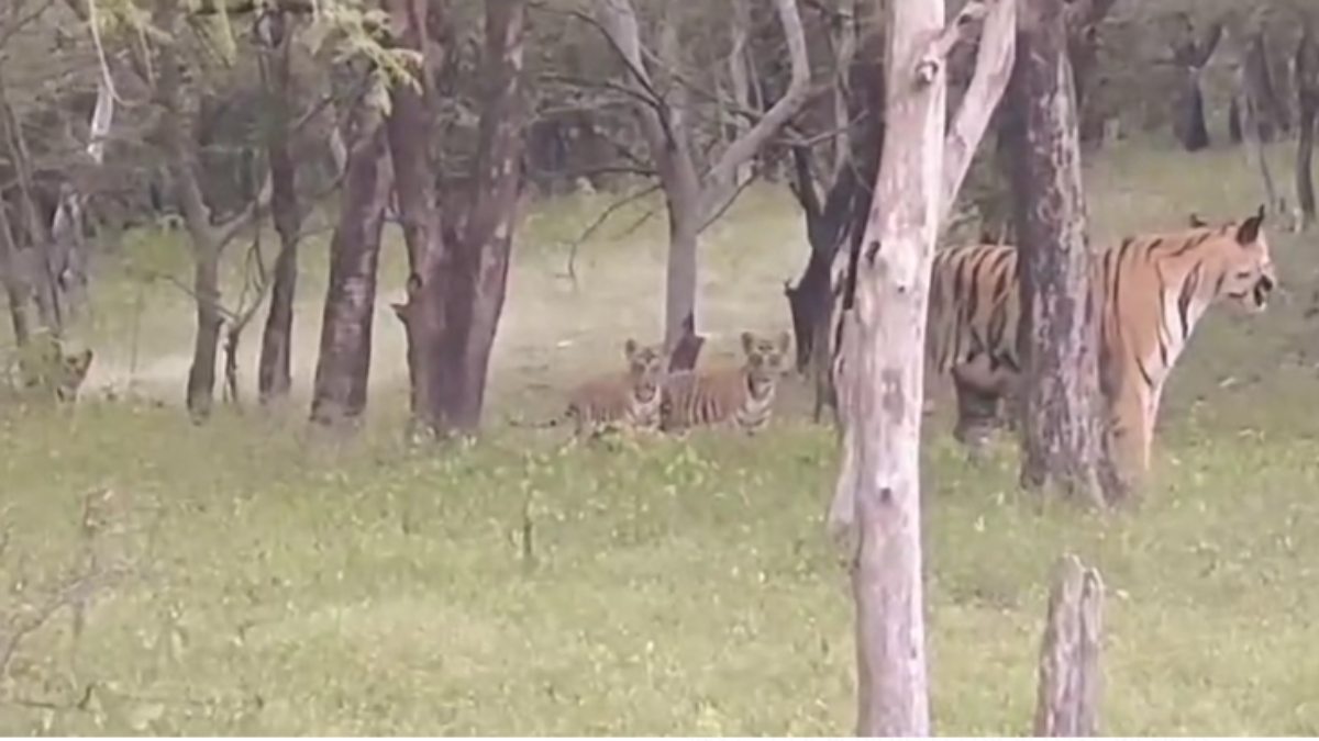 पन्ना टाइगर रिजर्व में आये नन्हे मेहमान: बाघिन ने दिया चार शावकों को जन्म, ZOO प्रबंधन में खुशी की लहर