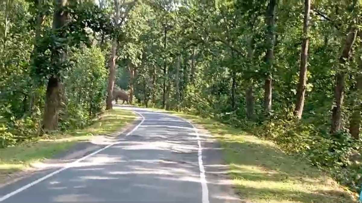 नहीं थम रहा हाथियों का आतंक: सरगुजा में फिर एक ग्रामीण बना शिकार, वन विभाग कितनी मौतों का इतंजार ?